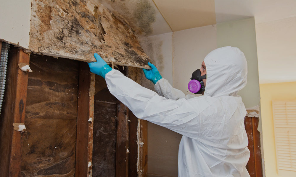 Certified Black Mould Removal Company in United Kingdom